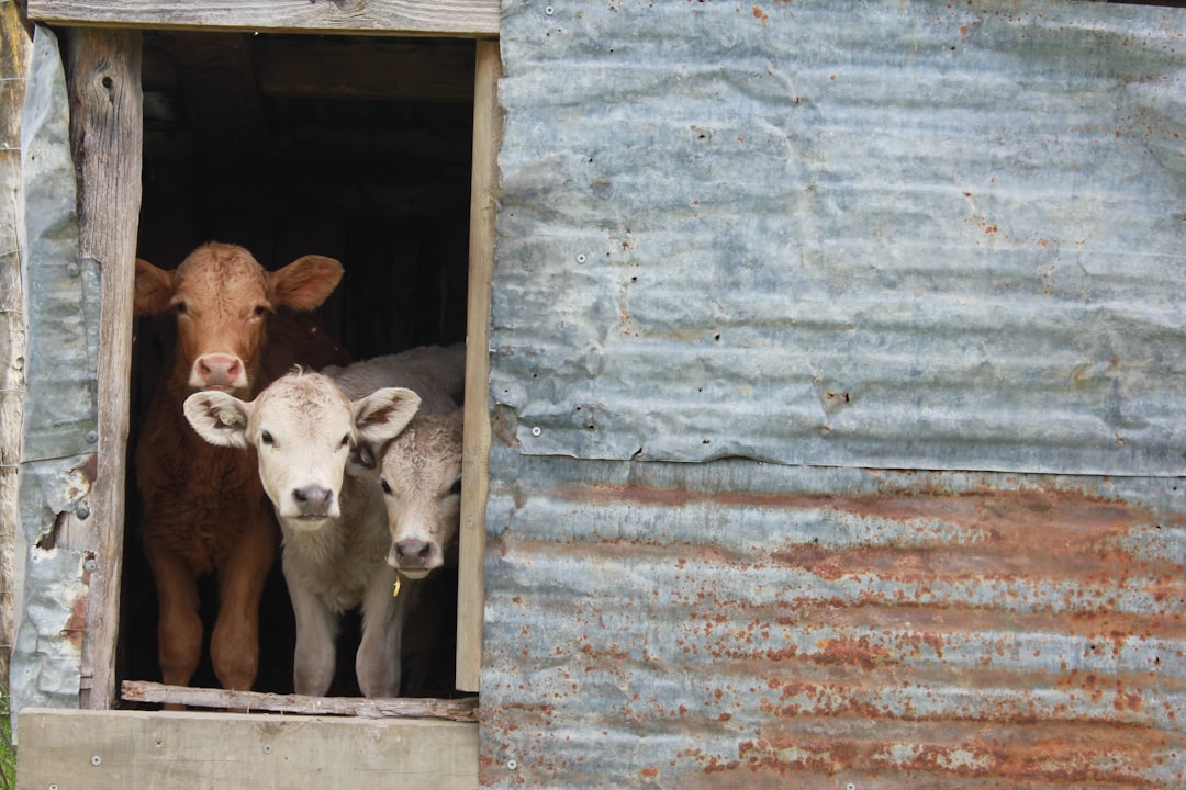 A close-up of a pink Himalayan salt lick hanging in a clean livestock barn with healthy cattle nearby